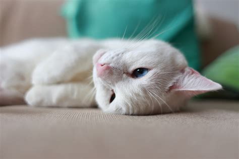 how to know if my cat is khao manee|Khao Manee: What to Know .